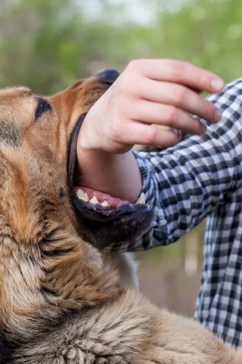 Dog Bite - Personal Injury Lawyer - Covina, Hemet, California